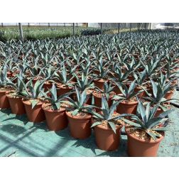 AGAVE OVALIFOLIA 'VANZIE' LV 6 ag&aacute;v&eacute;