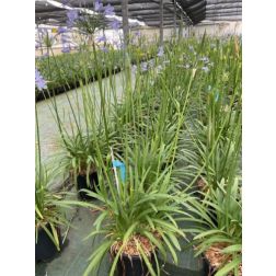 AGAPANTHUS FAIRY BLUE CLT. 5 szerelemvirág