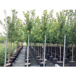 ACER RUBRUM 'OCTOBER GLORY' CLT. 25 8/10 CM T&Ouml;RZSK&Ouml;RM&Eacute;RET ALTO FUSTO v&ouml;r&ouml;s juhar