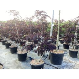 ALBIZIA JULIBRISSIN 'SUMMER CHOCOLATE' CLT. 35 175/200 CM selyemakác