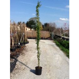 ROSAI BANKSIAE LUTEA CLT. 3 100/150 CM banks-r&oacute;zsa