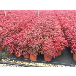 NANDINA DOMESTICA 'RED LIGHT'® (N. D. 'NRL2015' REDLIGHT ®) CLT. 5 japán szentfa