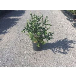 VACCINIUM CORYMBOSUM 'JERSEY' CLT. 10 magasbokrú kék áfonya