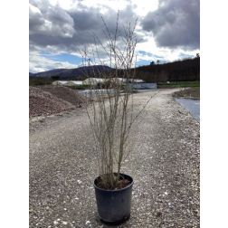 PUNICA GRANATUM 'PARFIANKA' CLT. 18 125/150 CM gr&aacute;n&aacute;talma