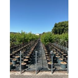 PRUNUS ARMENIACA ARMENIACA 'UNGARISCHE BESTE' CLT. 6 MEZZO FUSTO kajszibarack