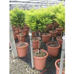 CUPRESSOCYPARIS LEYLANDII GOLD RIDER LV 9 MINI STANDARD Leylandi ciprus