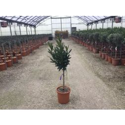NERIUM OLEANDER GIALLO LV 9 MINI ALBERETTO leander