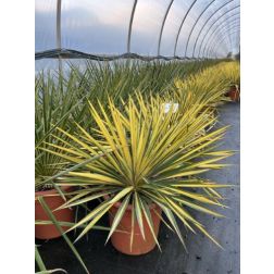YUCCA FILAMENTOSA 'COLOR GUARD' LV 12 pálmaliliom
