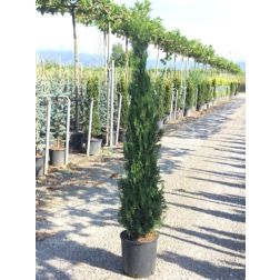 CUPRESSUS SEMPERVIRENS 'PYRAMIDALIS' CLT. 15 150/175 CM ciprus