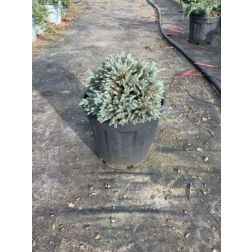 JUNIPERUS SQUAMATA 'BLUE STAR' CLT. 5 terülő himalájai boróka