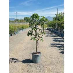 PYRUS COMMUNIS 'KAISER' CLT. 6 MEZZO FUSTO k&ouml;rte