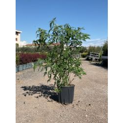 VITEX AGNUS-CASTUS 'LATIFOLIA' CLT. 3 bar&aacute;tcserje