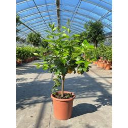 CITRUS LIMON MEYERI LV 12 citrom