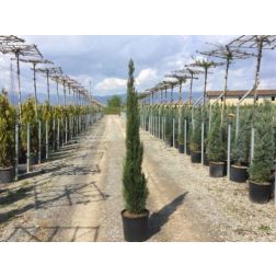 CUPRESSUS SEMPERVIRENS 'BLUE SKY' CLT. 15 150/175 CM ciprus