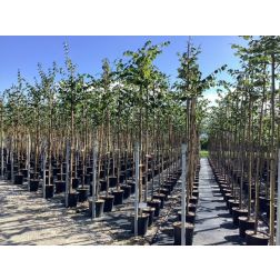 TILIA CORDATA 'WINTER ORANGE' CLT. 18 6/8 CM TÖRZSKÖRMÉRET ALTO FUSTO kislevelű hárs