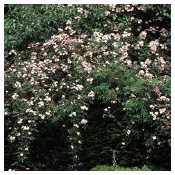 Kew Rambler