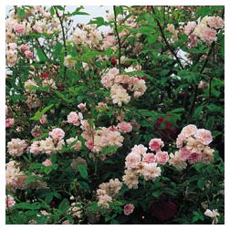 Paul s Himalayan Musk