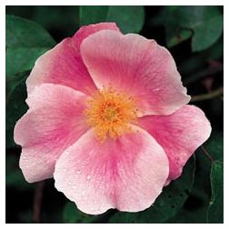 R. Anemone