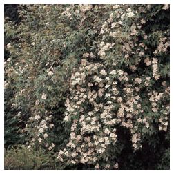 R. Banksiae Normalis