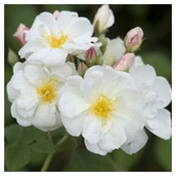 R. Moschata ,Princesse de Nassau,