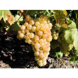 Chasselas