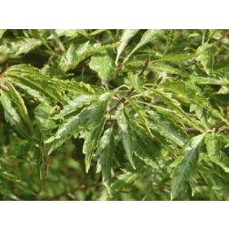 Bükk