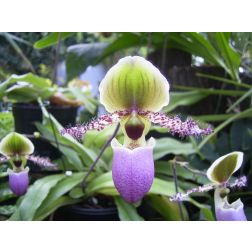Papucsorchidea