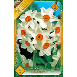 Narcissus tazetta geranium fehér-narancs nárcisz virághagyma 5 darab