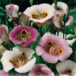 Mormontulipán