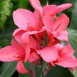 Canna Pink rózsaszín rózsanád 12-es cserépben