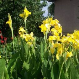 Canna Yellow sárga rózsanád 12-es cserépben