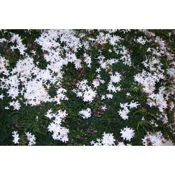 Orvosi jázmin, fehér jázmin, perzsa jázmin, valódijázmin Oleaceae