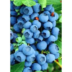 Bluecrop