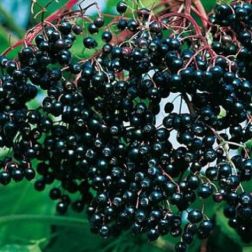 Sambucus nigra ‘Haschberg’