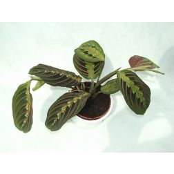fehérerű nyílgyökér, fehérerű maranta, brazil nyílgyökér, brazil maranta Fascinator fajtája