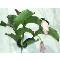 Pompás medinilla