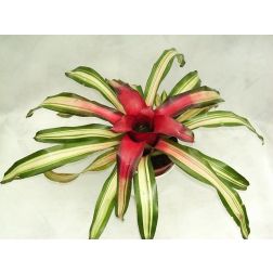 Regel-bromélia Tricolor Perfecta fajtája