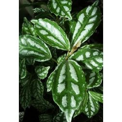 ezüst tüzérvirág, ezüst pilea, ezüst üvegcsalán