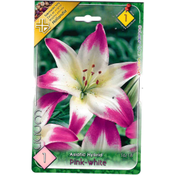 Lilium asiatic hybrid pink-white rózsaszín-fehér liliom virághagyma 1 darab