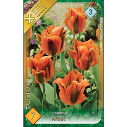 Tulipa artist narancs-zöld viridiflóra tulipán virághagyma 7 darab