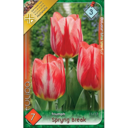 Tulipa triumph spring break piros-sárga tulipán virághagyma 7 darab