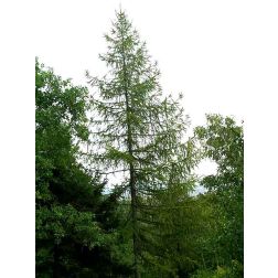 Európai vörösfenyő, közönséges vörösfenyő