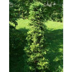 Nyugati tuja Barabits Green fajtája