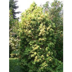 Nyugati tuja Wareana Lutescens fajtája