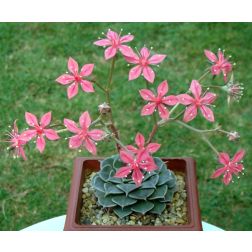 Graptopetalum
