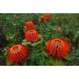 Banksia