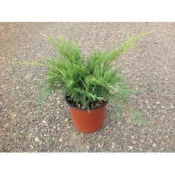 JUNIPERUS X MEDIA 'OLD GOLD' CLT. 3 bor&oacute;ka