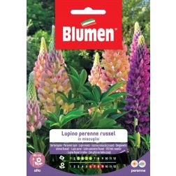 Blumen Russell csillagfürt vegyes vetőmag