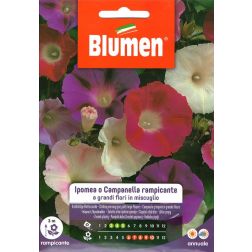 Blumen Fut&oacute; sz&iacute;nes hajnalka vetőmag