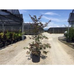 ACER PALMATUM ATROPURPUREUM CLT. 10 vöröslevelű japán juhar